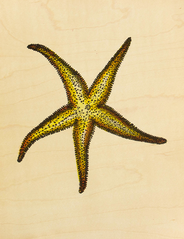 ARC Chameleon Starfish 6